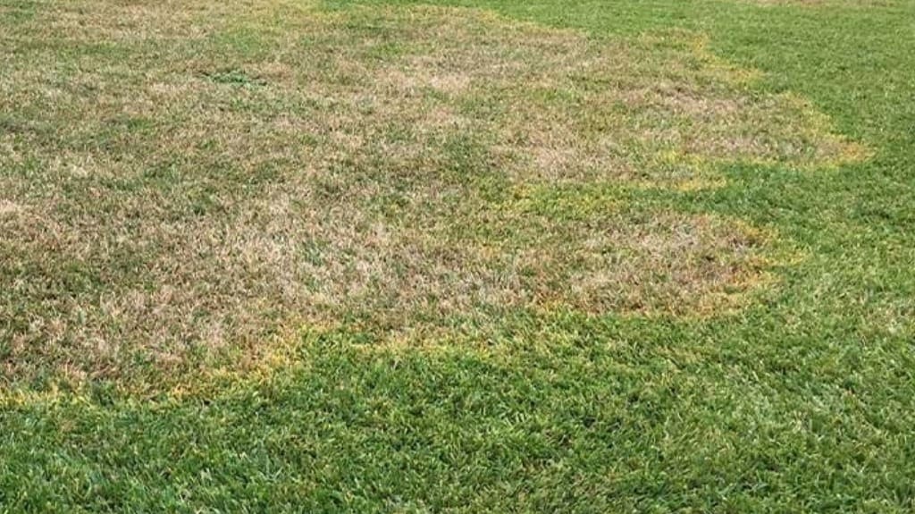 Effective Lawn Fungus Treatment Solutions for Healthy Turfgrass